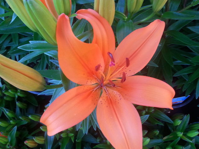 pretty flowers