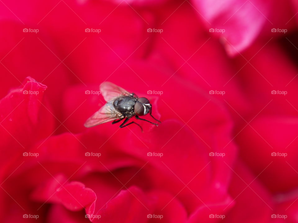 A detailed fly closeup and in contrast to the bright red flower that it has landed on. 