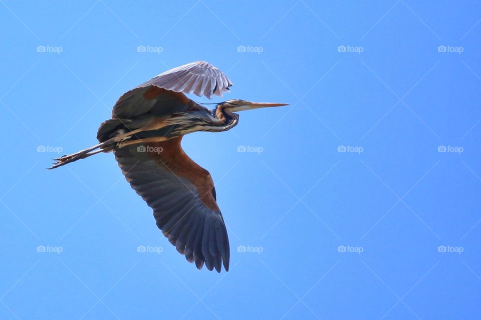 Low angle view of flying bird