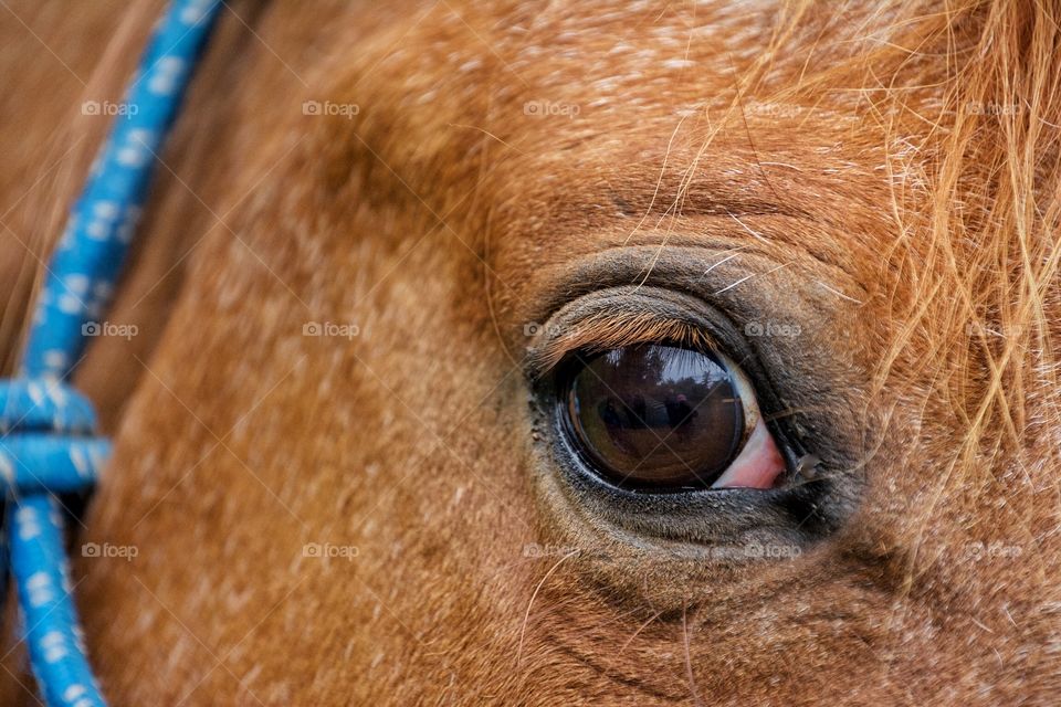 Close up of horse’s eye