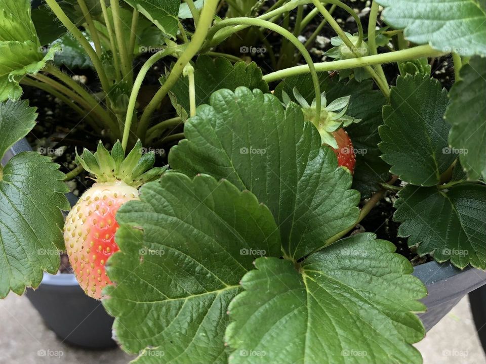 Hanging basket strawberry plants with fruit starting to ripen spring summer container gardening 
