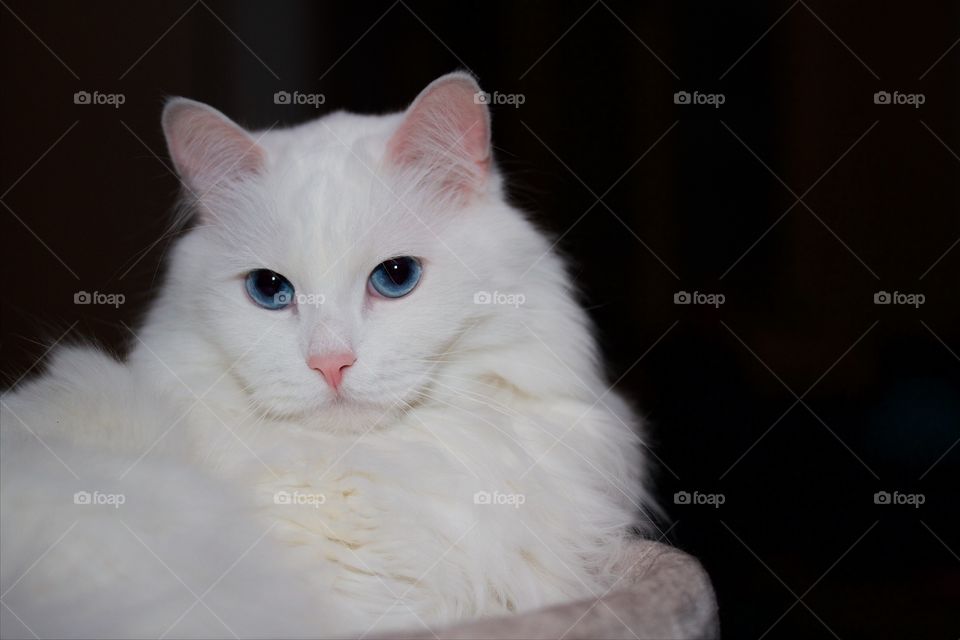 white Norwegian Forest Cat
