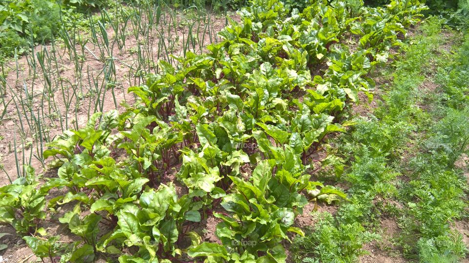 vegetable garden