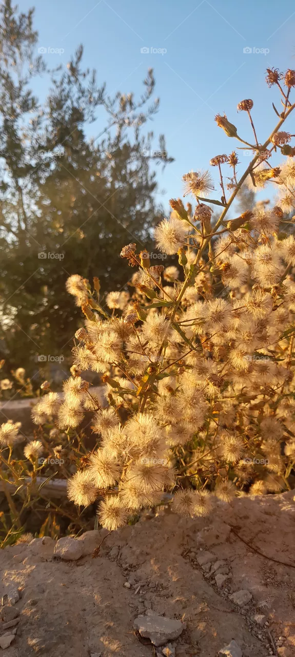plants