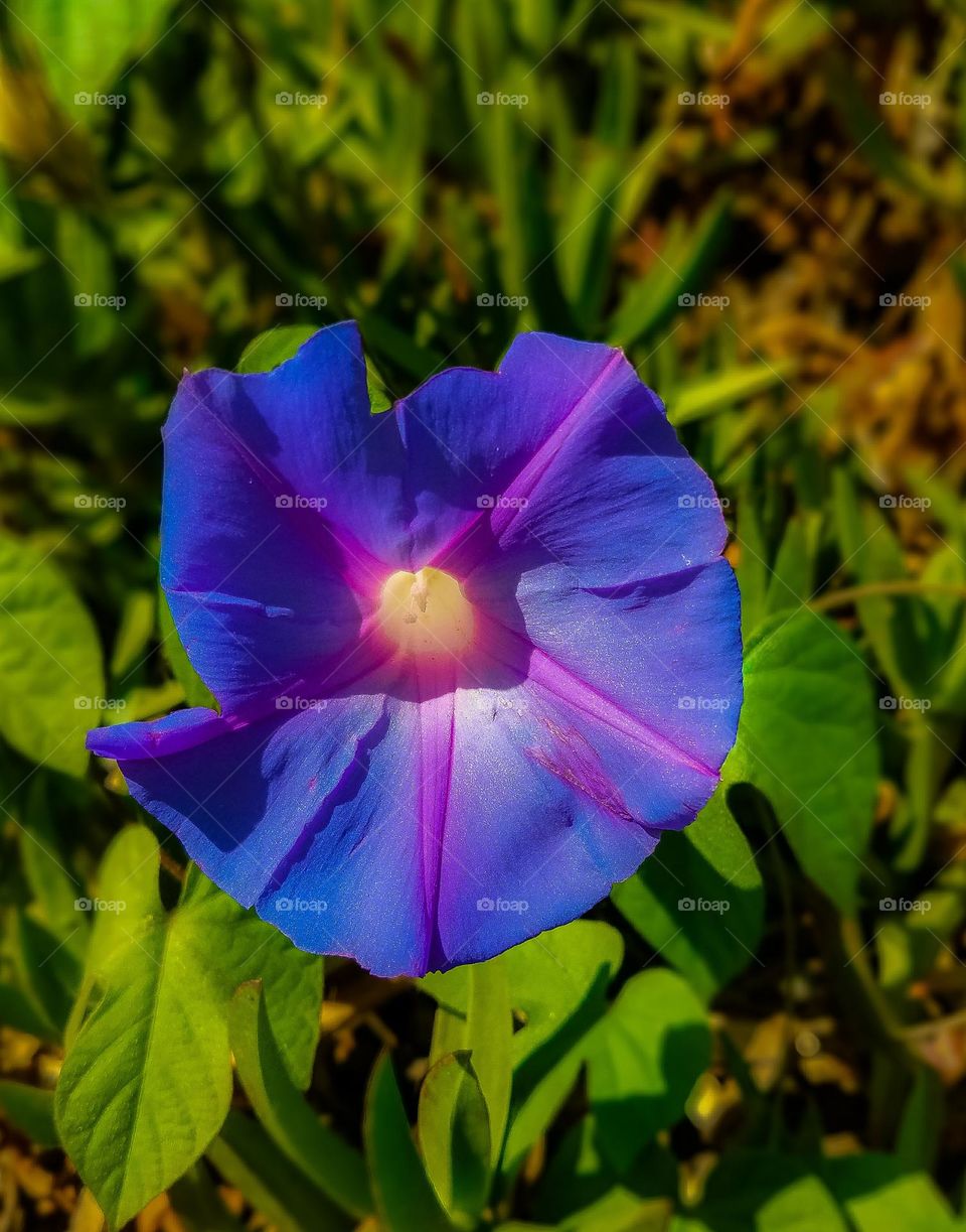 Purple pansy on a warm summer’s day, vibrant and beautiful against a lush green background 