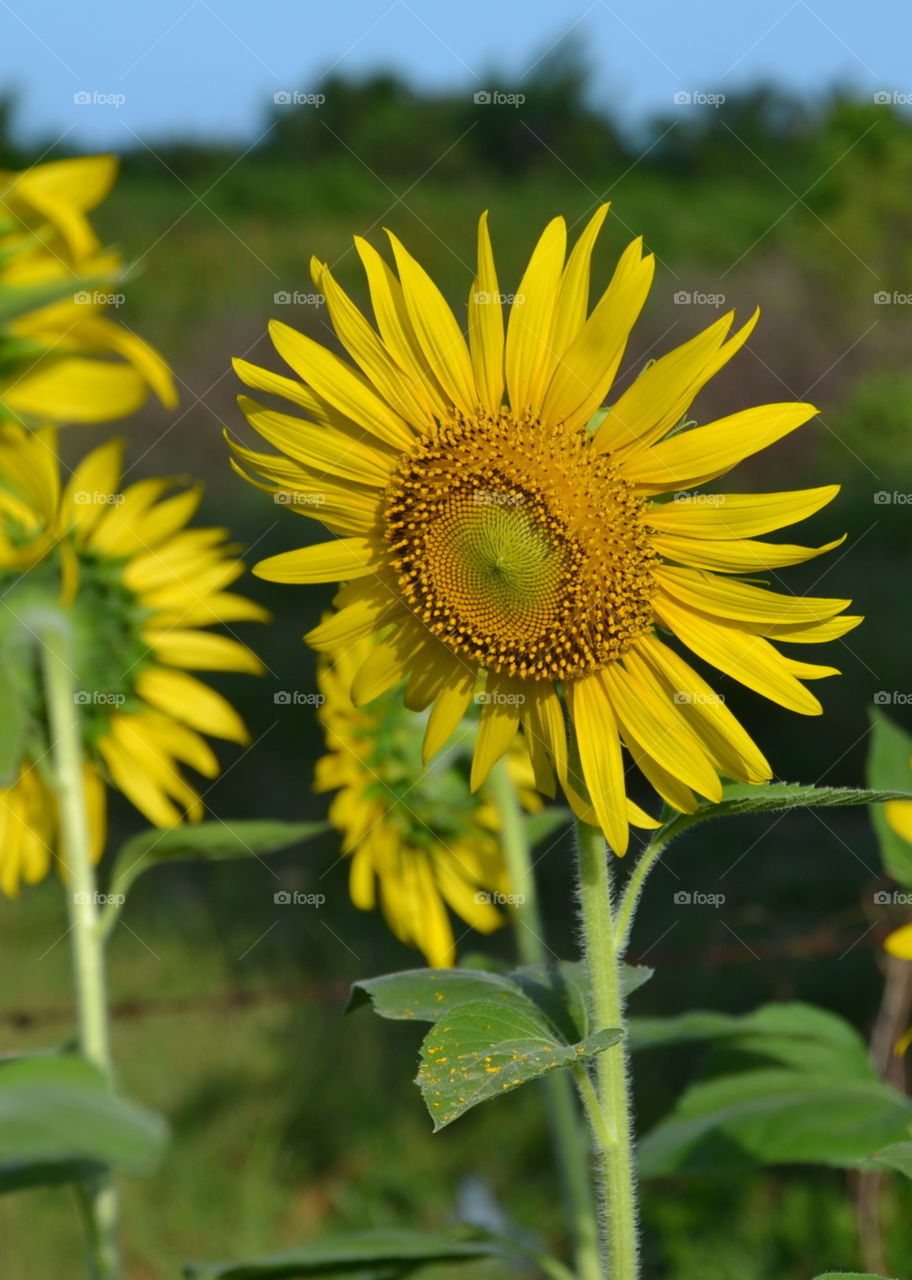 sunflowers