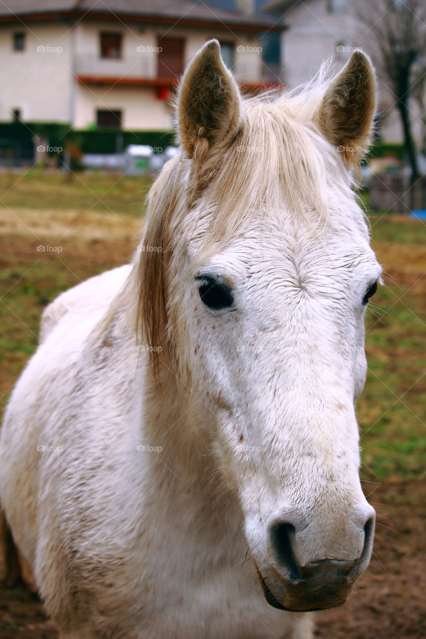 White horse