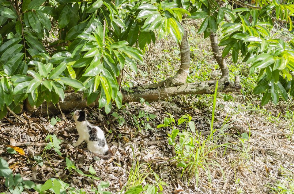 Cat At Soursop Tree