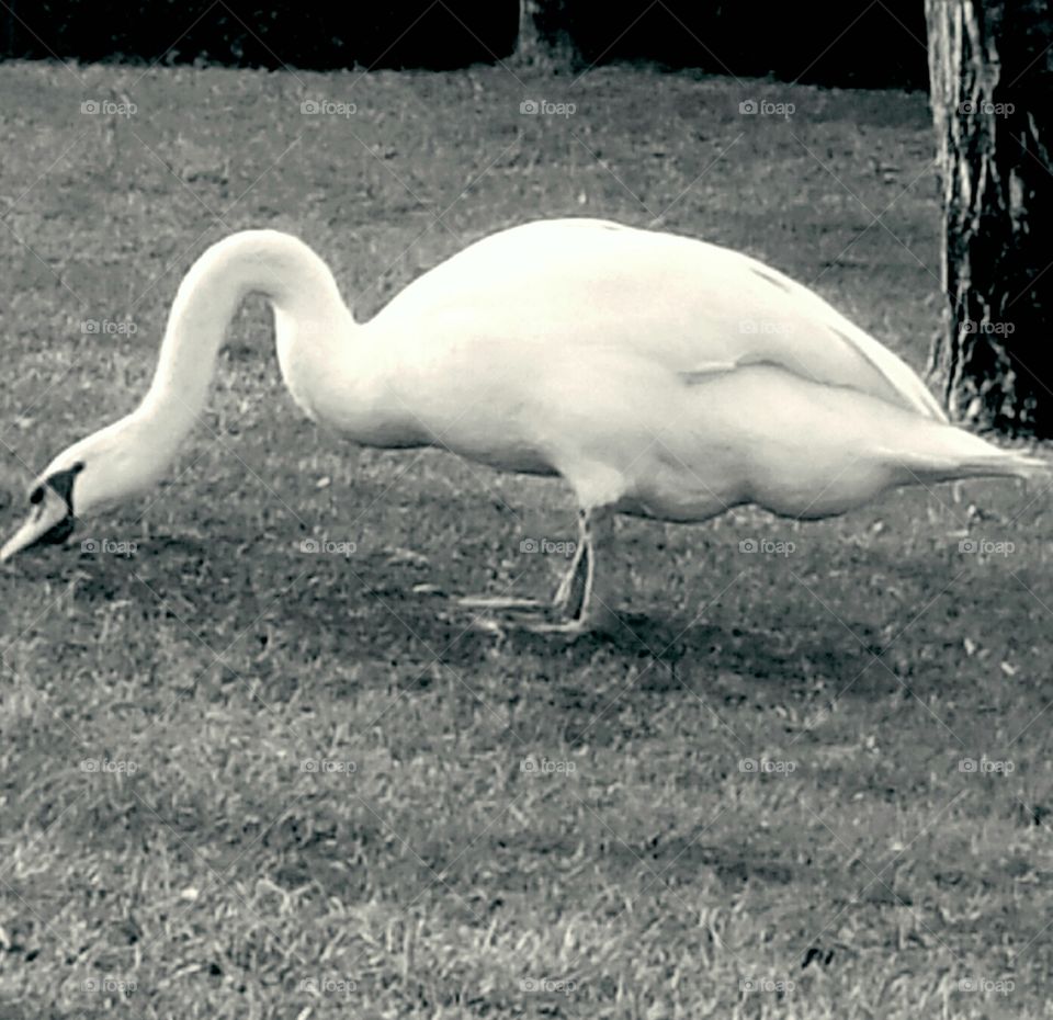 Swan in Black and White