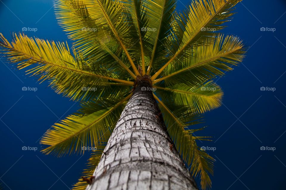 Bottom up palm tree 