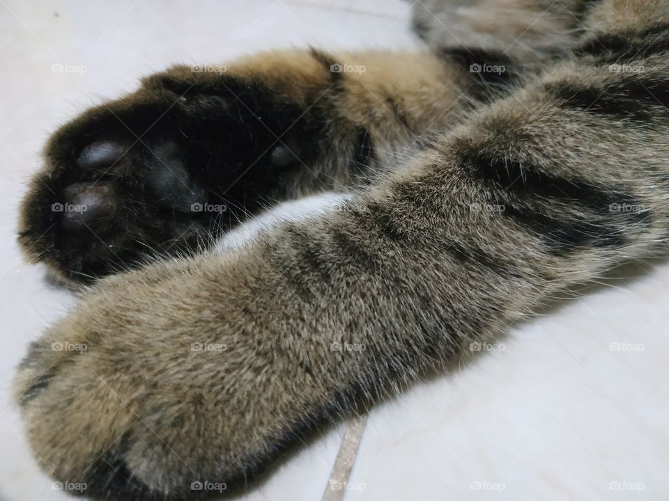 paw cat