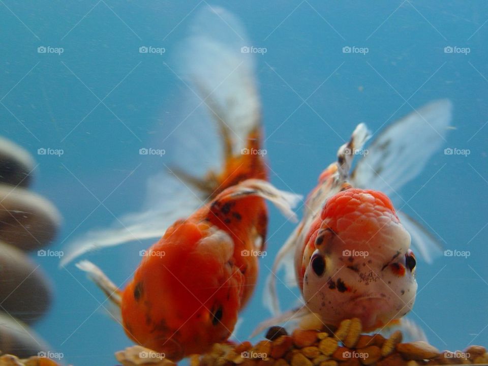 2 Assorted fancy goldfish LG 
Carassius auratus at petsmart