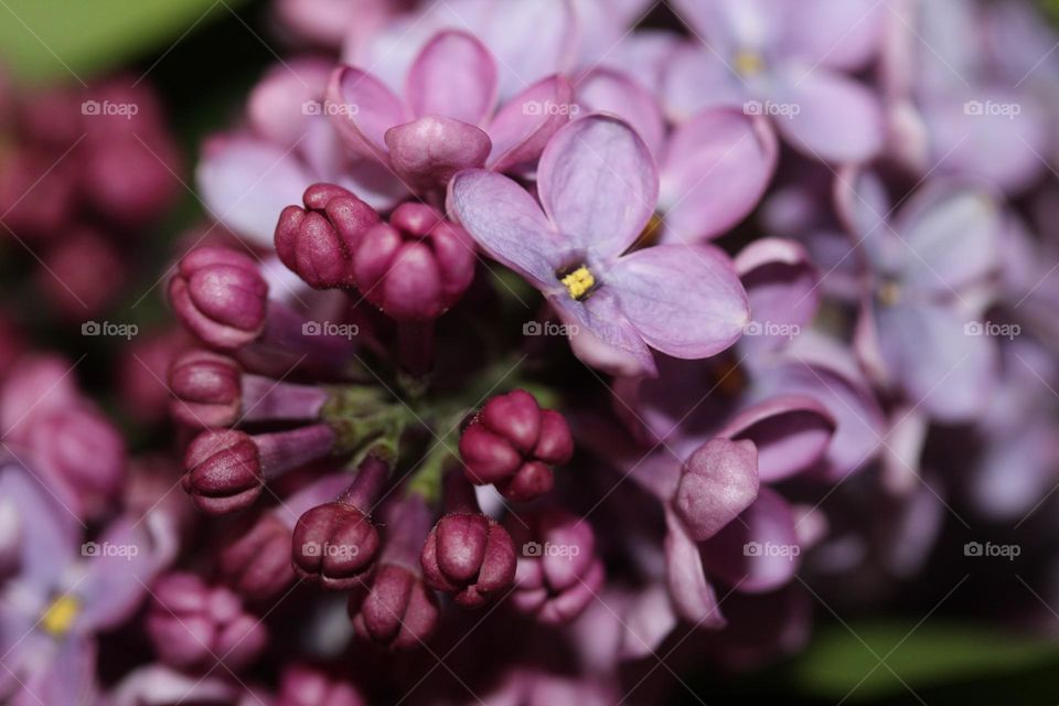 lilac flower