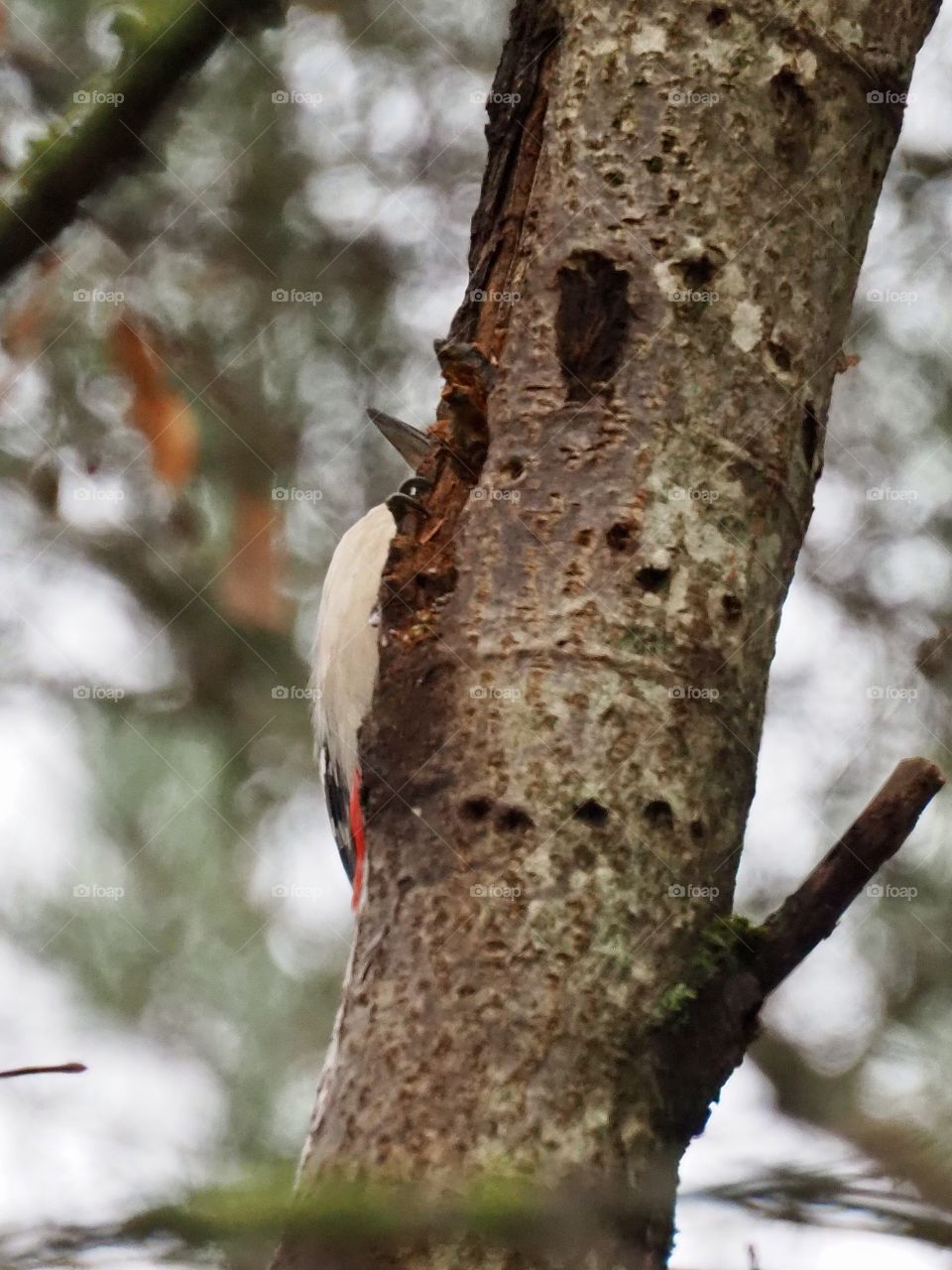 Woodpecker hiding