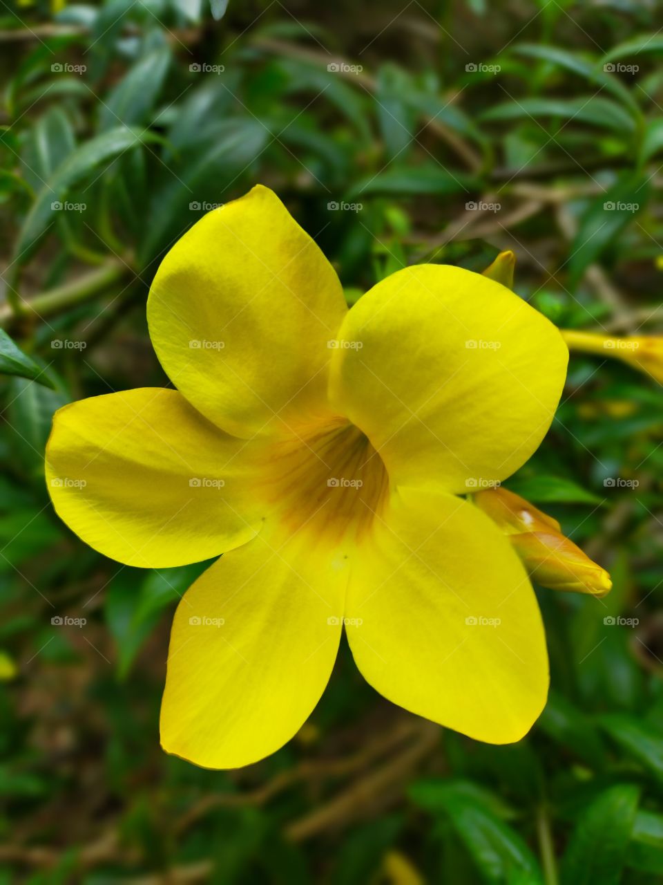 Glorious Golden trumpet spreads it's eligance.