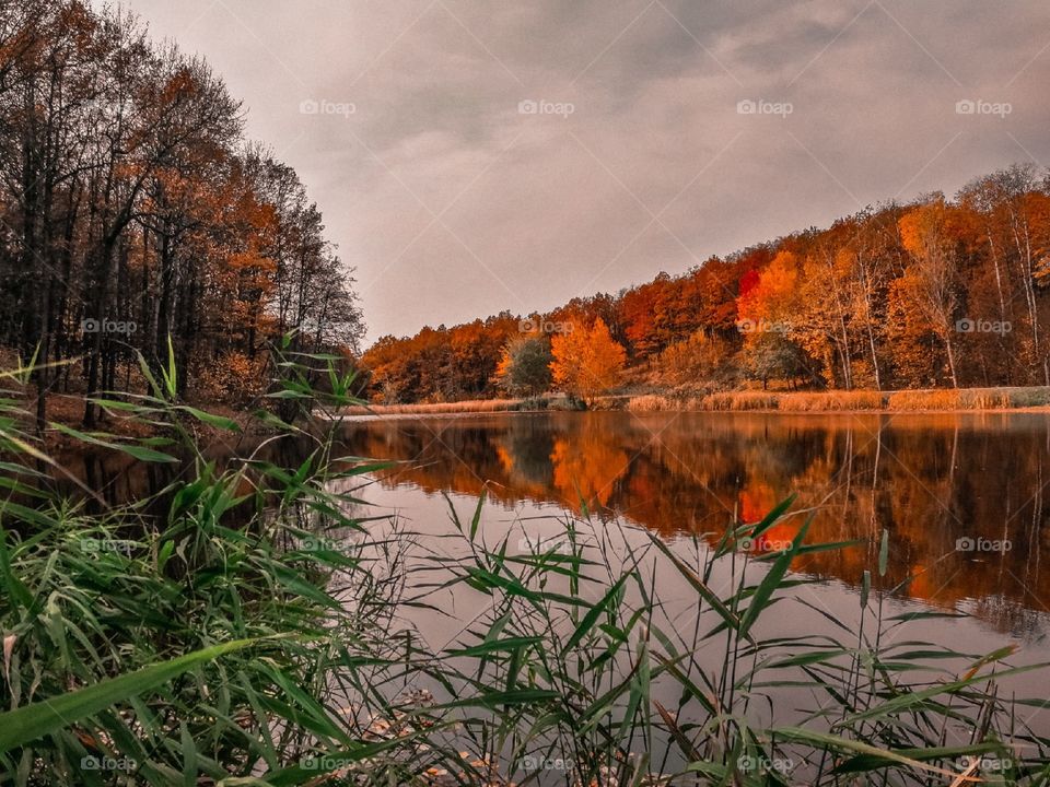 autumn forest