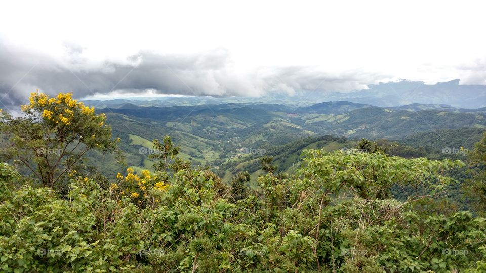 forest of brazil