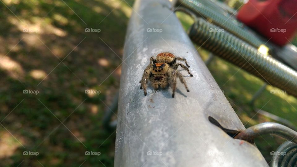 Spider. Found this interesting little guy on my kids trampoline