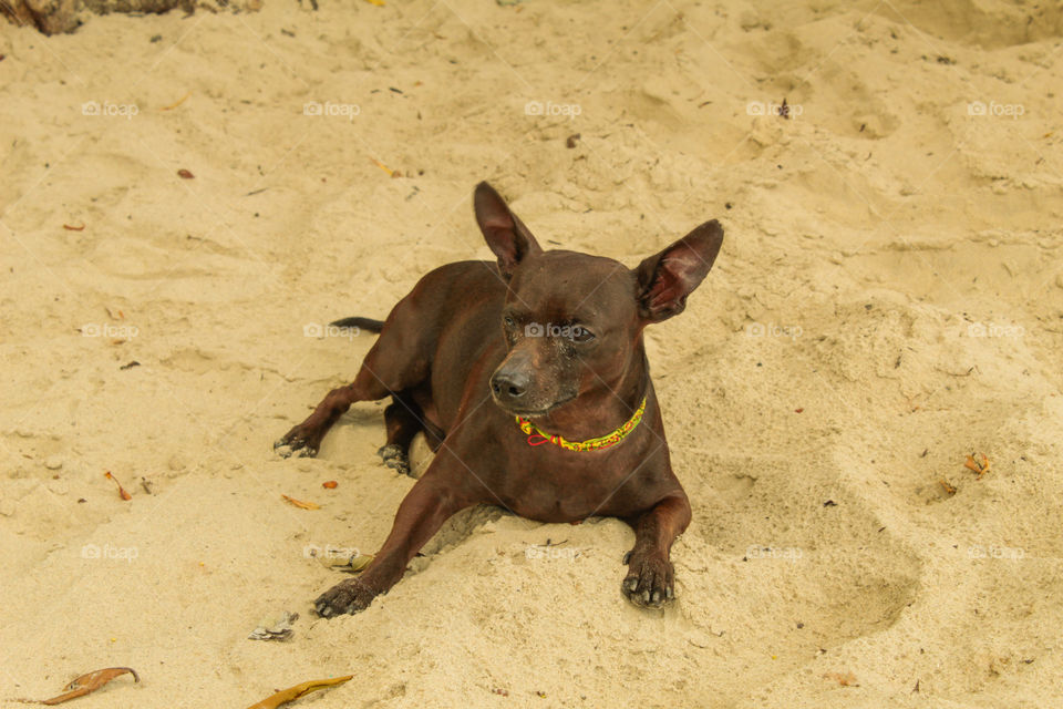 Cachorrinho na areia da praia