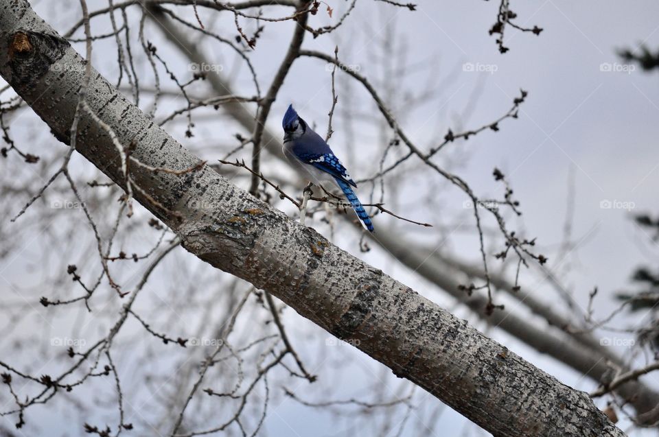 Blue jay perched on bare tree