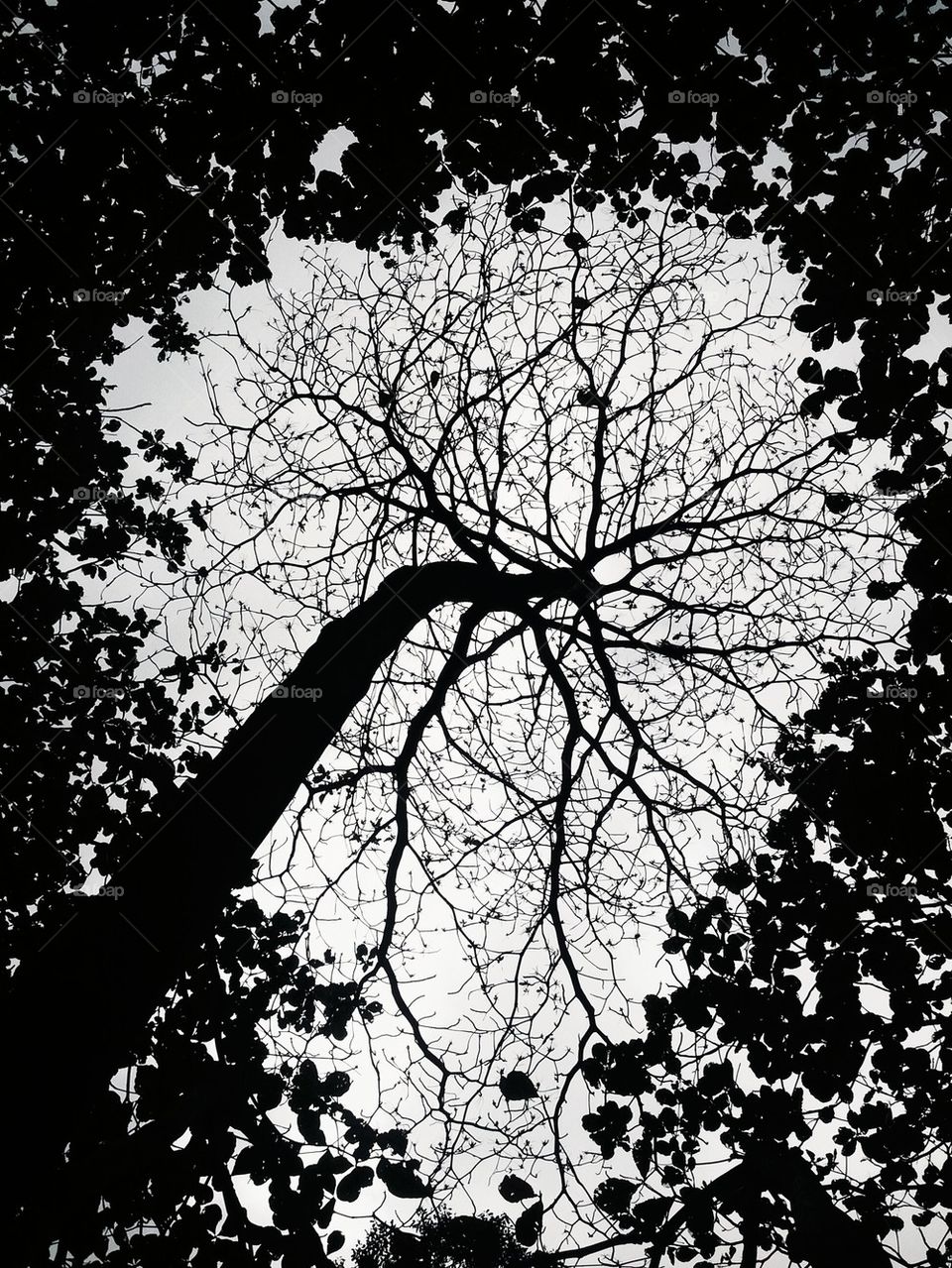 Black and white tree 