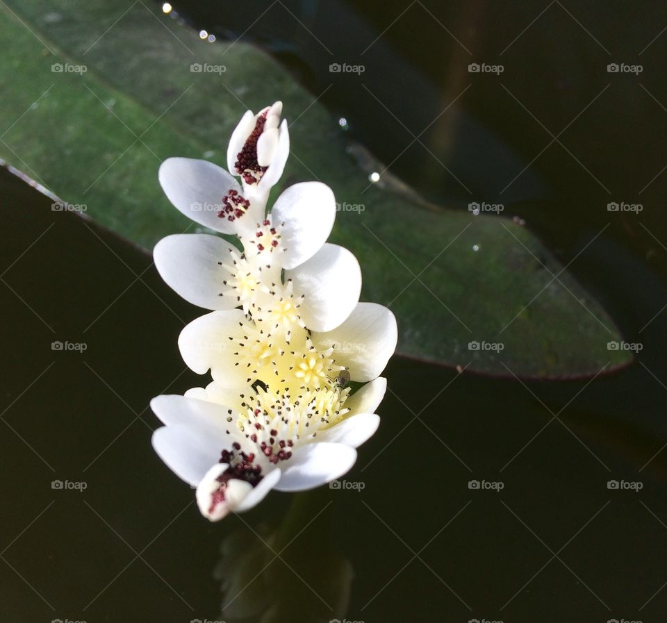 Water flower
