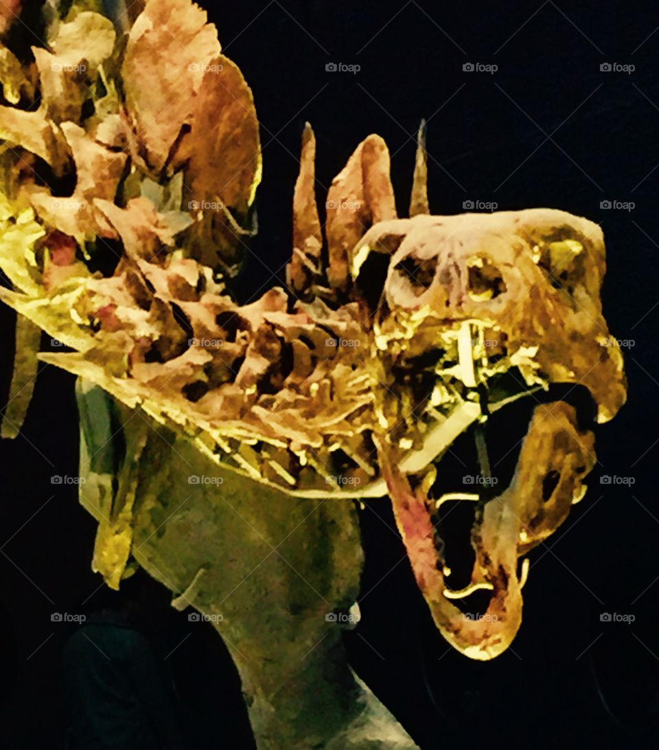 Lovely Dinosaur Bones