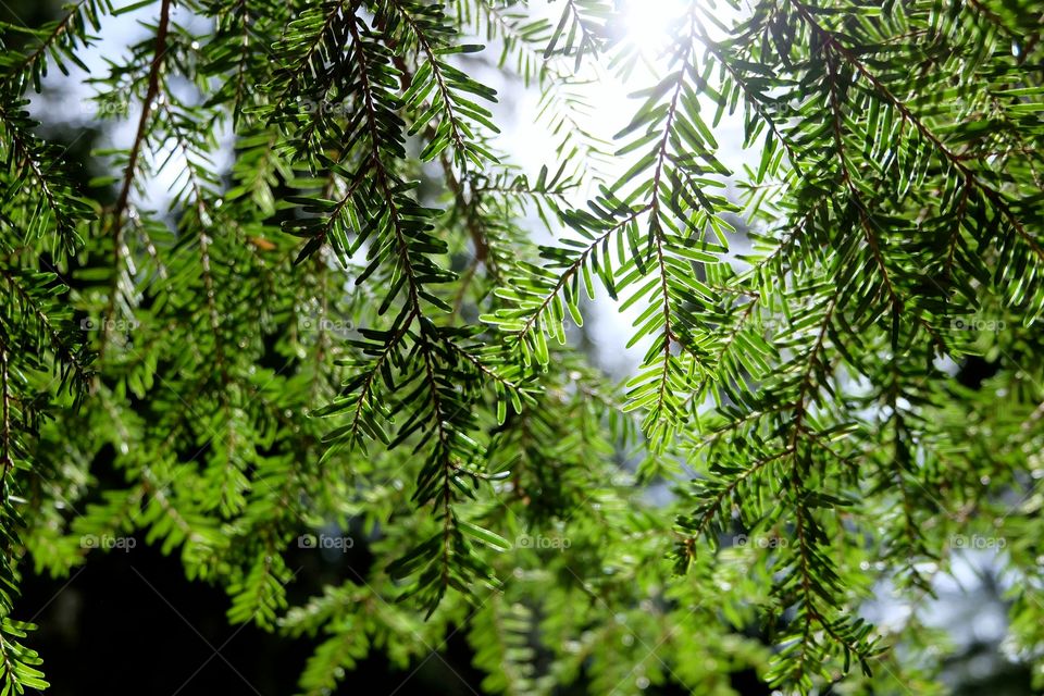 Sunlight on tree branches