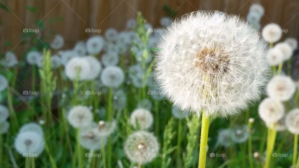 Close-up of dandelion