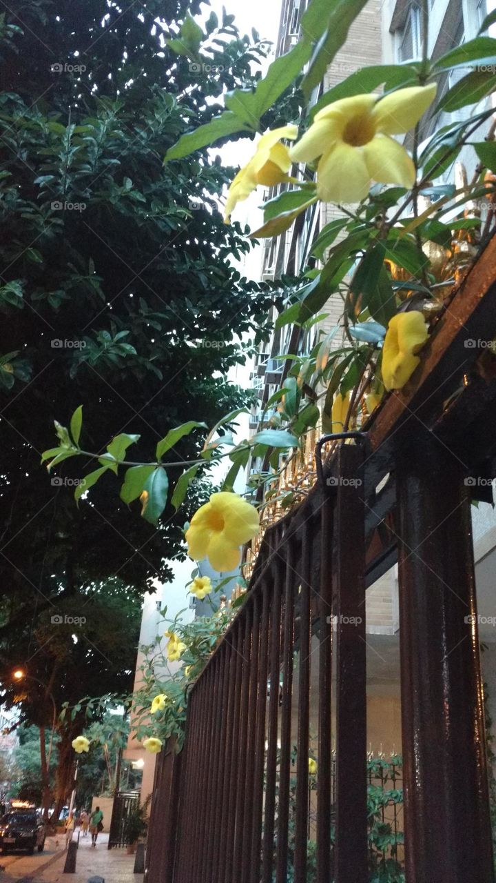 yellow flowers on the way