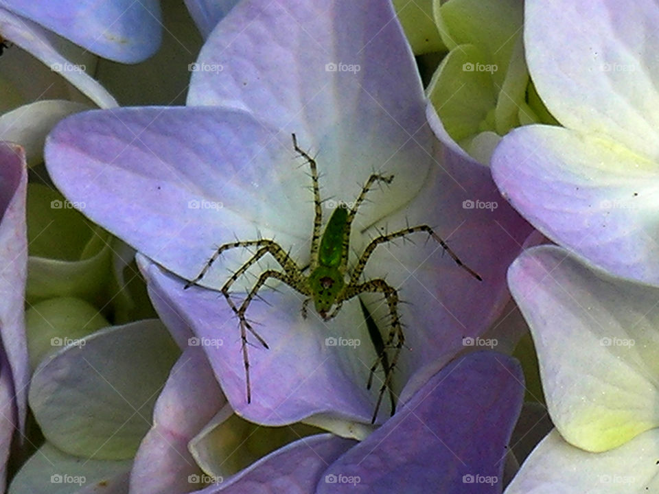 Hydrangea with green lynch spider 