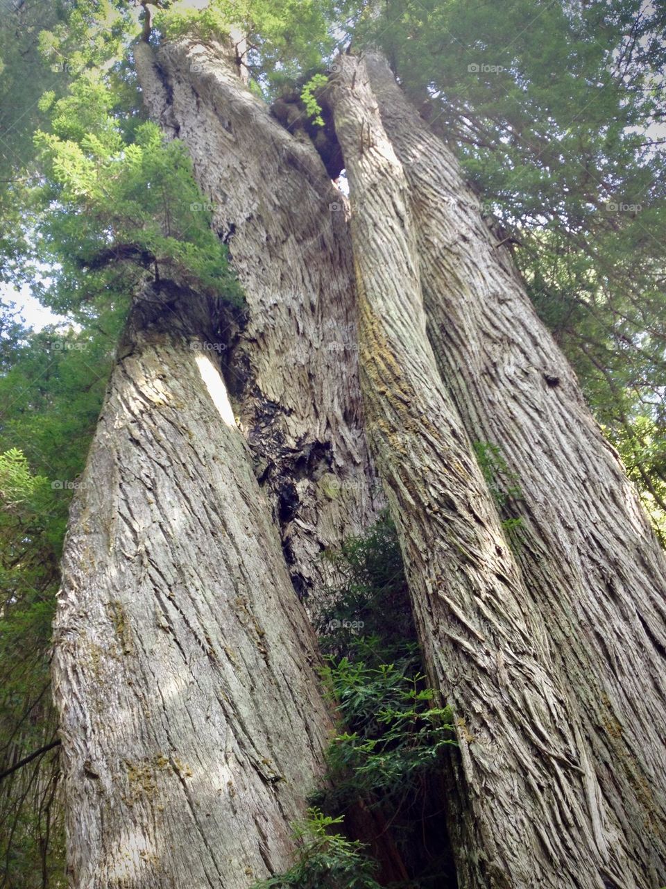 Big twisted redwood 