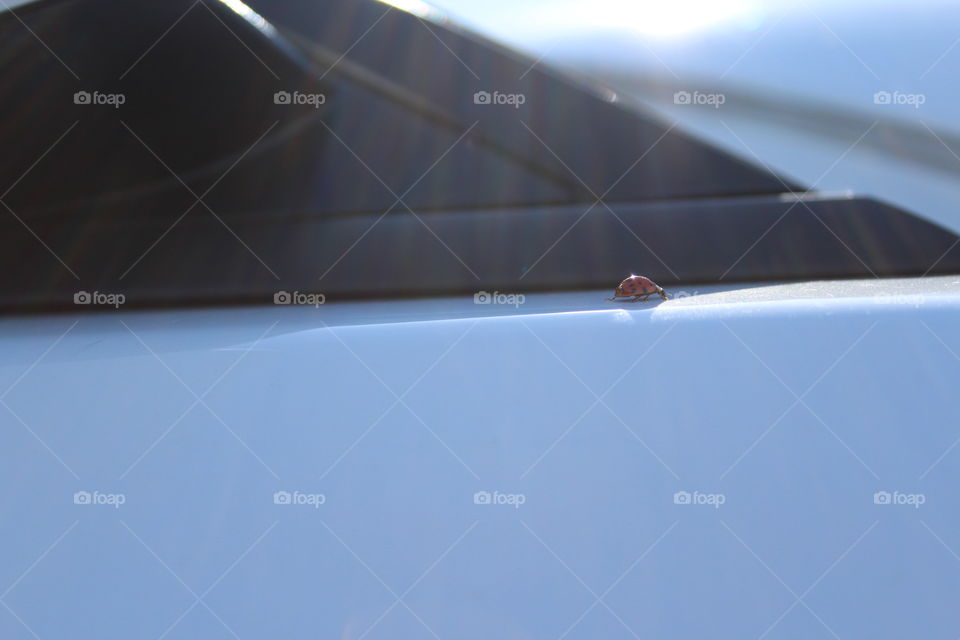 ladybug