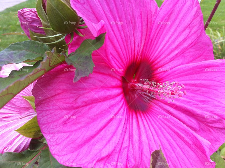 Big pink flower