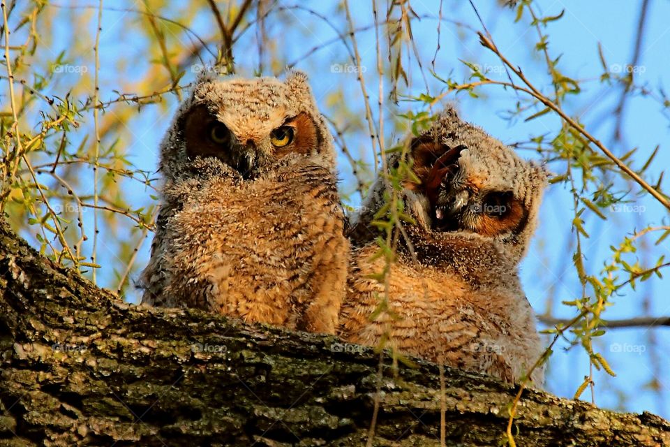 baby owls