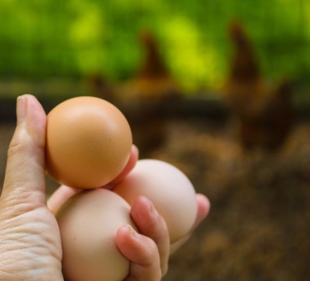 Gathering Eggs