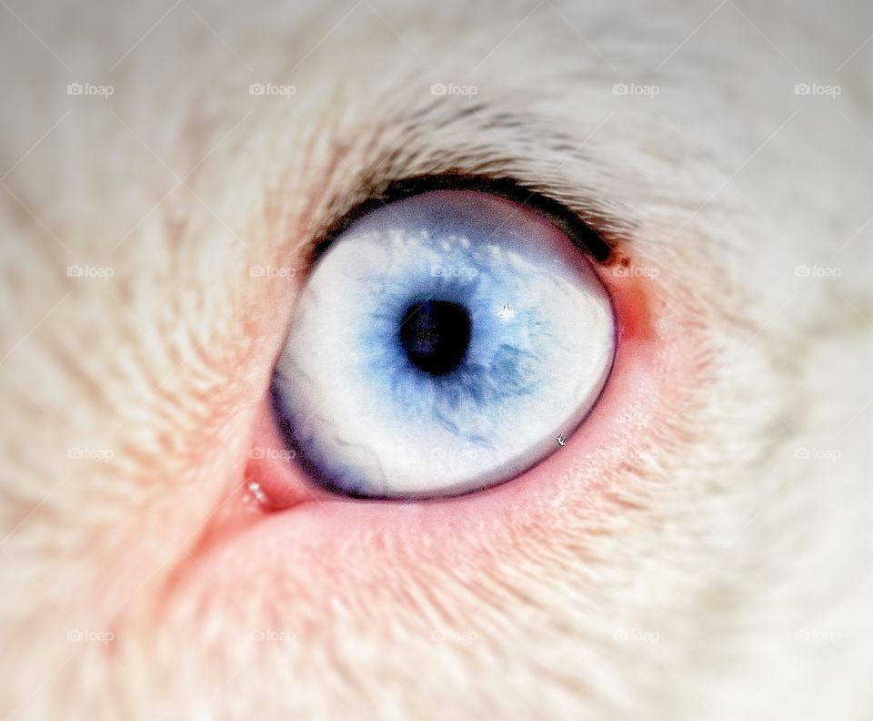Luna's blue eye.