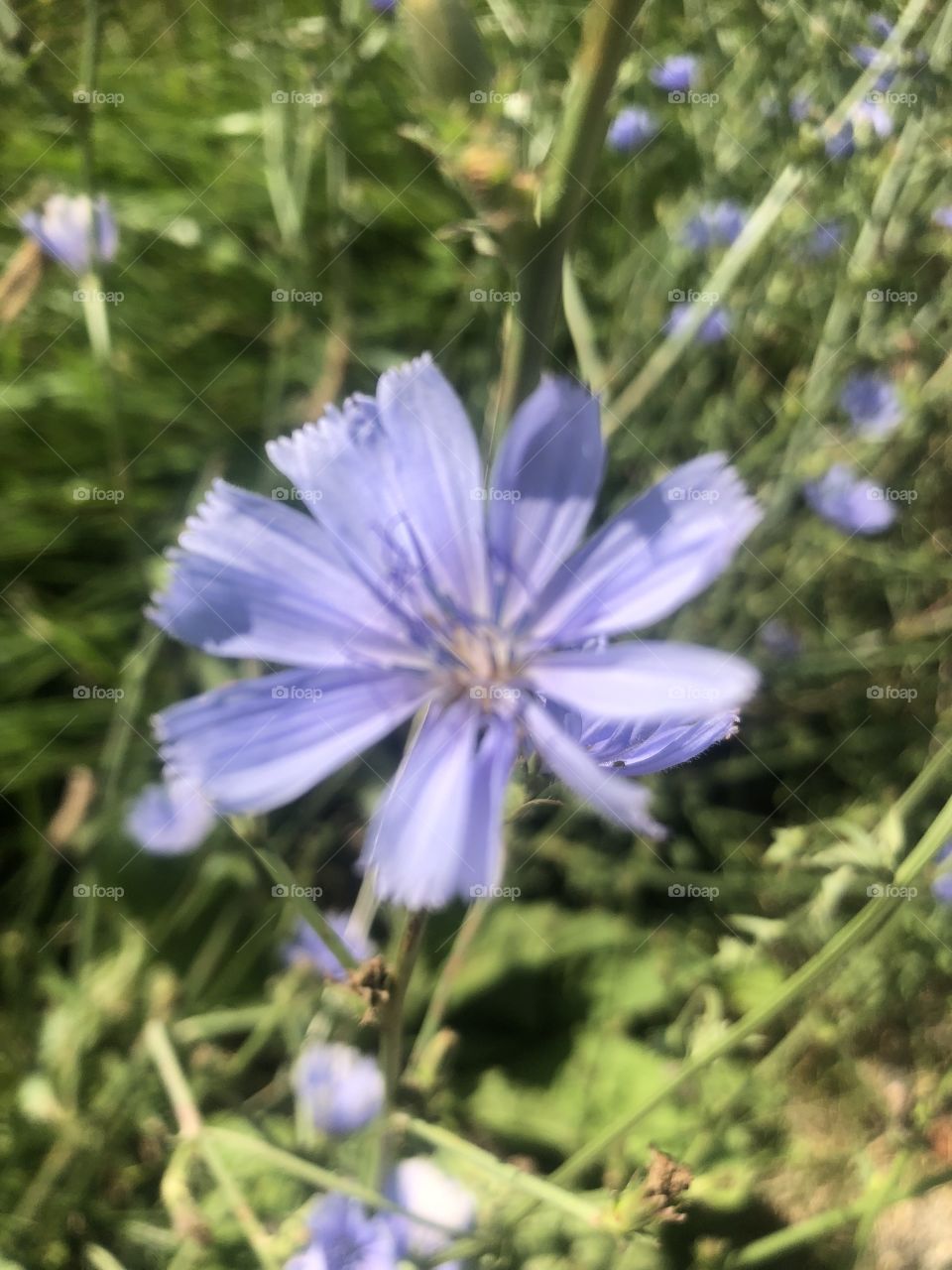We have these beautiful wildflowers that I thought was a weed. It turns out that this is Chicory. 