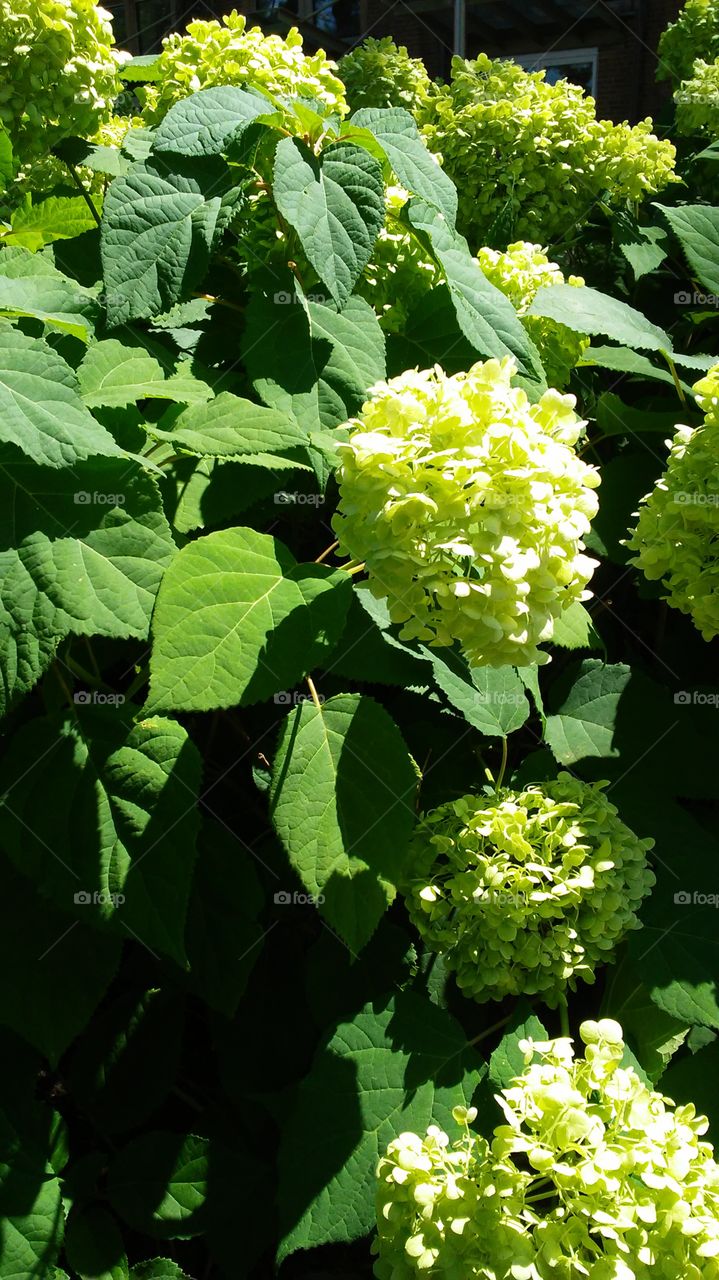 Leaf, Nature, Flora, Flower, No Person