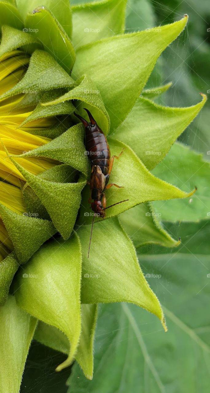 An insect on a sunflower. Closeup.