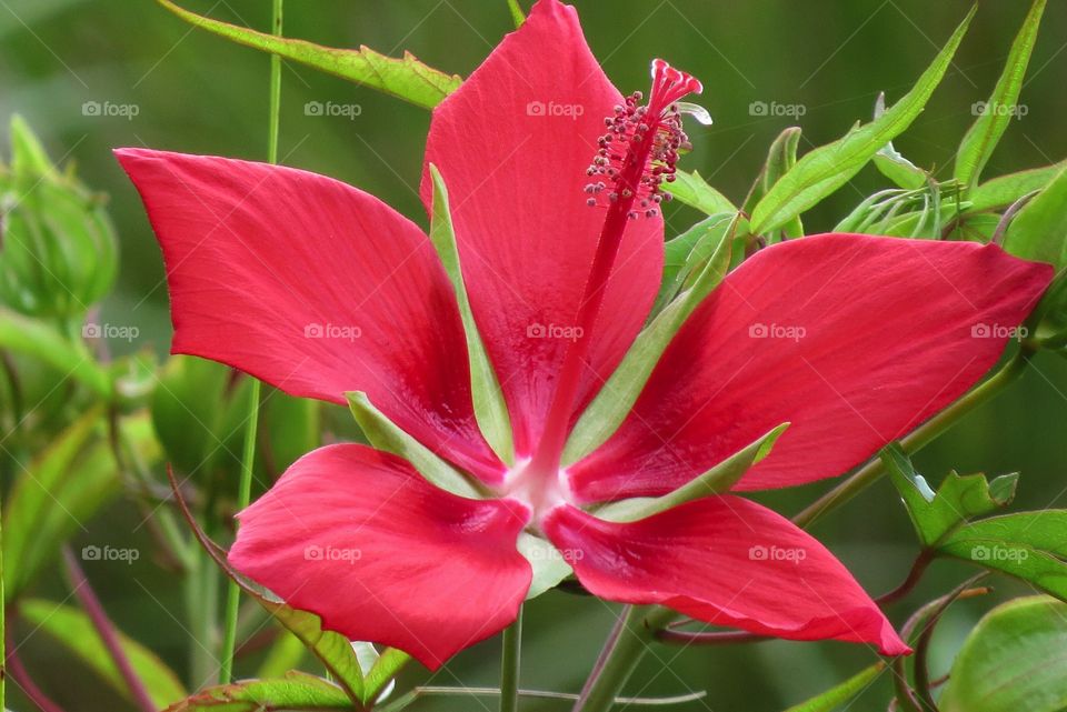 A swamp flower