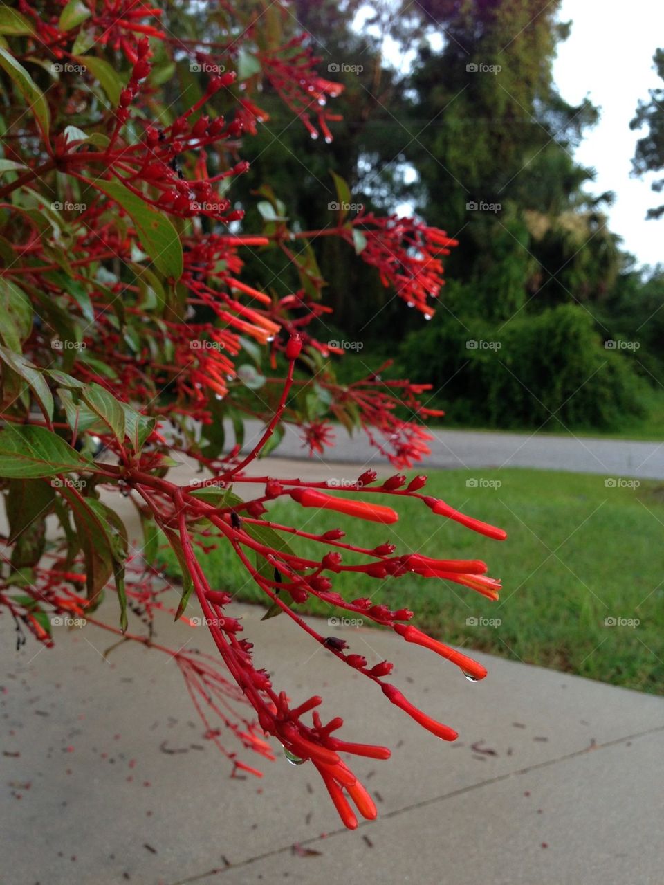 Fire bush
