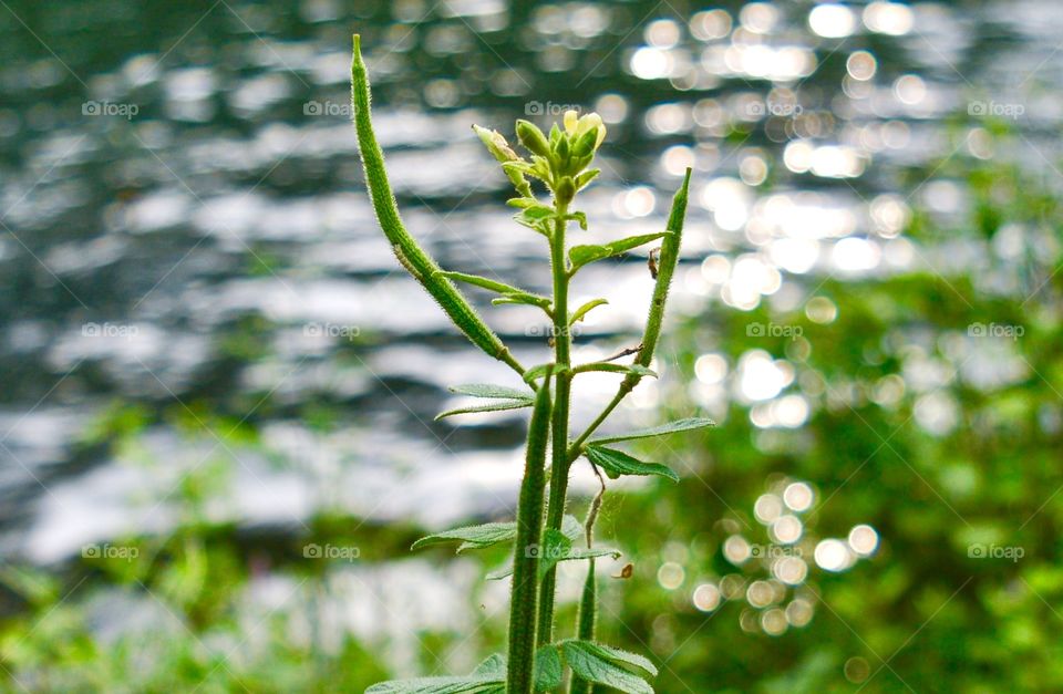 Weed growing by the river bank