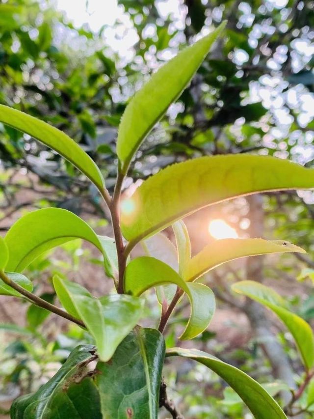 Tea Leaves