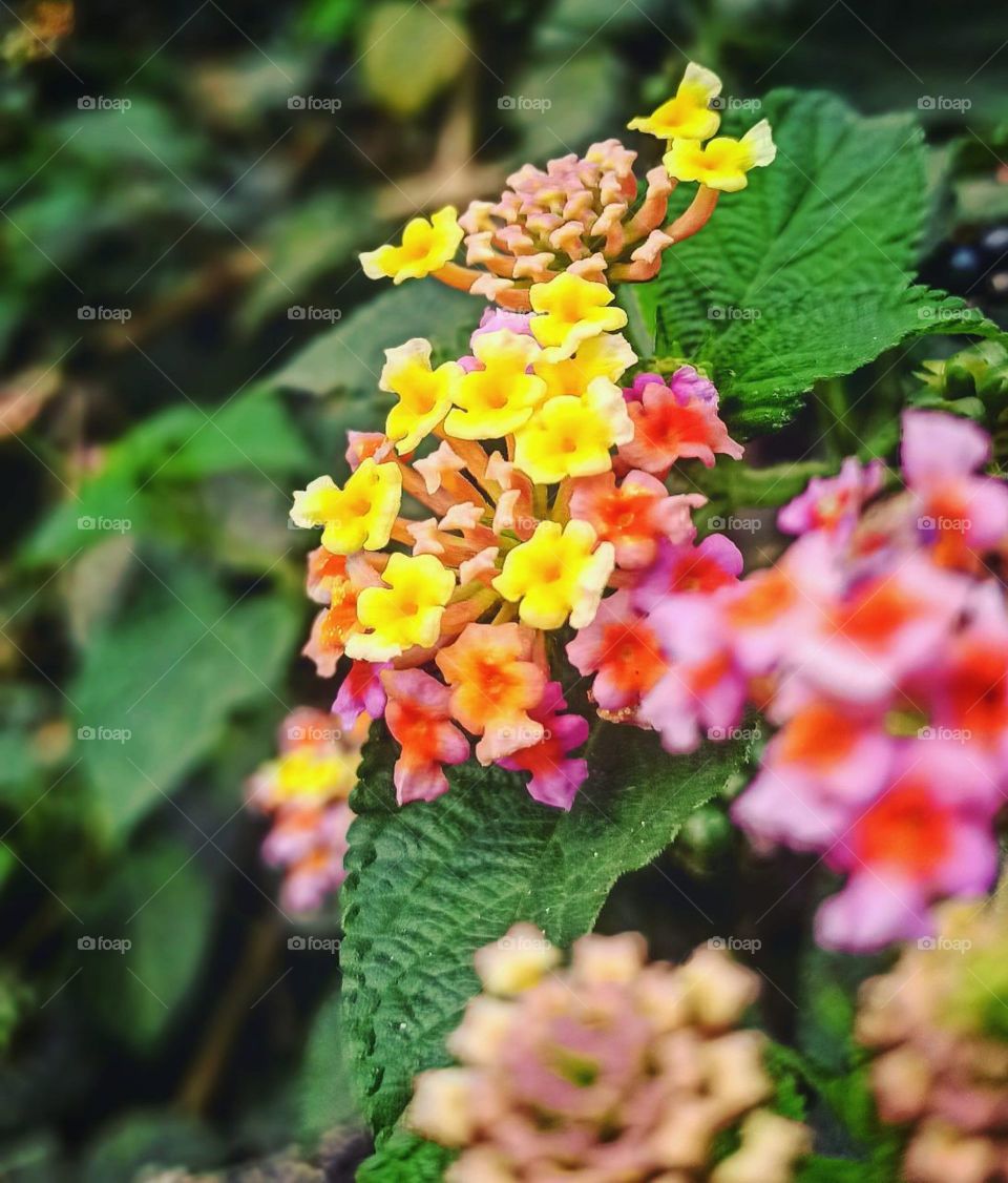 “Flowers are like friends; They bring color to your world.” 🍃🥀💐🌹🍂😍