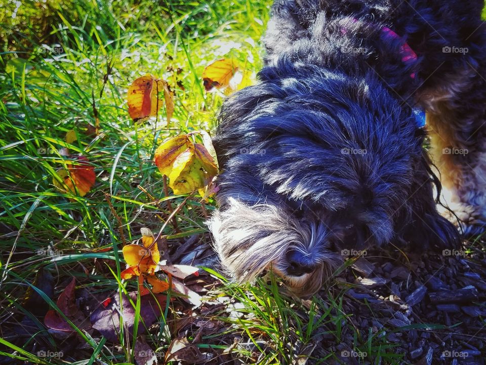 Grazing in the Autumn Sun