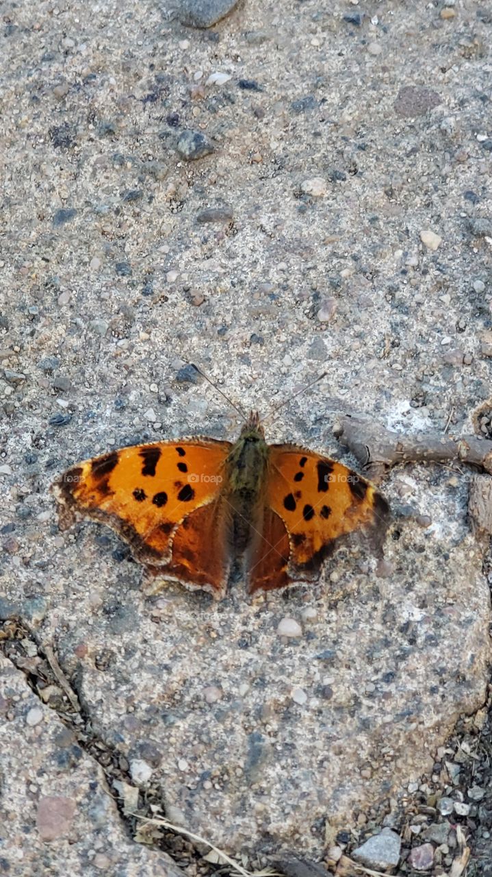 A butterfly on the ground