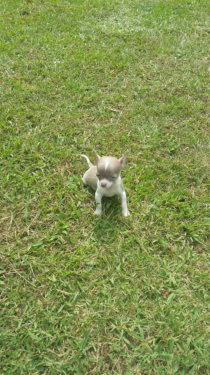 Such a sweet, precious and tiny puppy out in the sun having some fun 