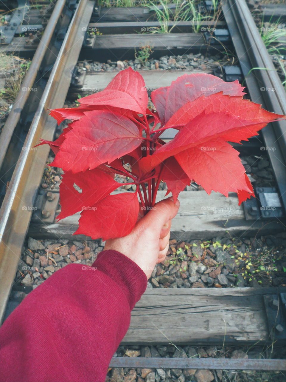 red autumn leaves