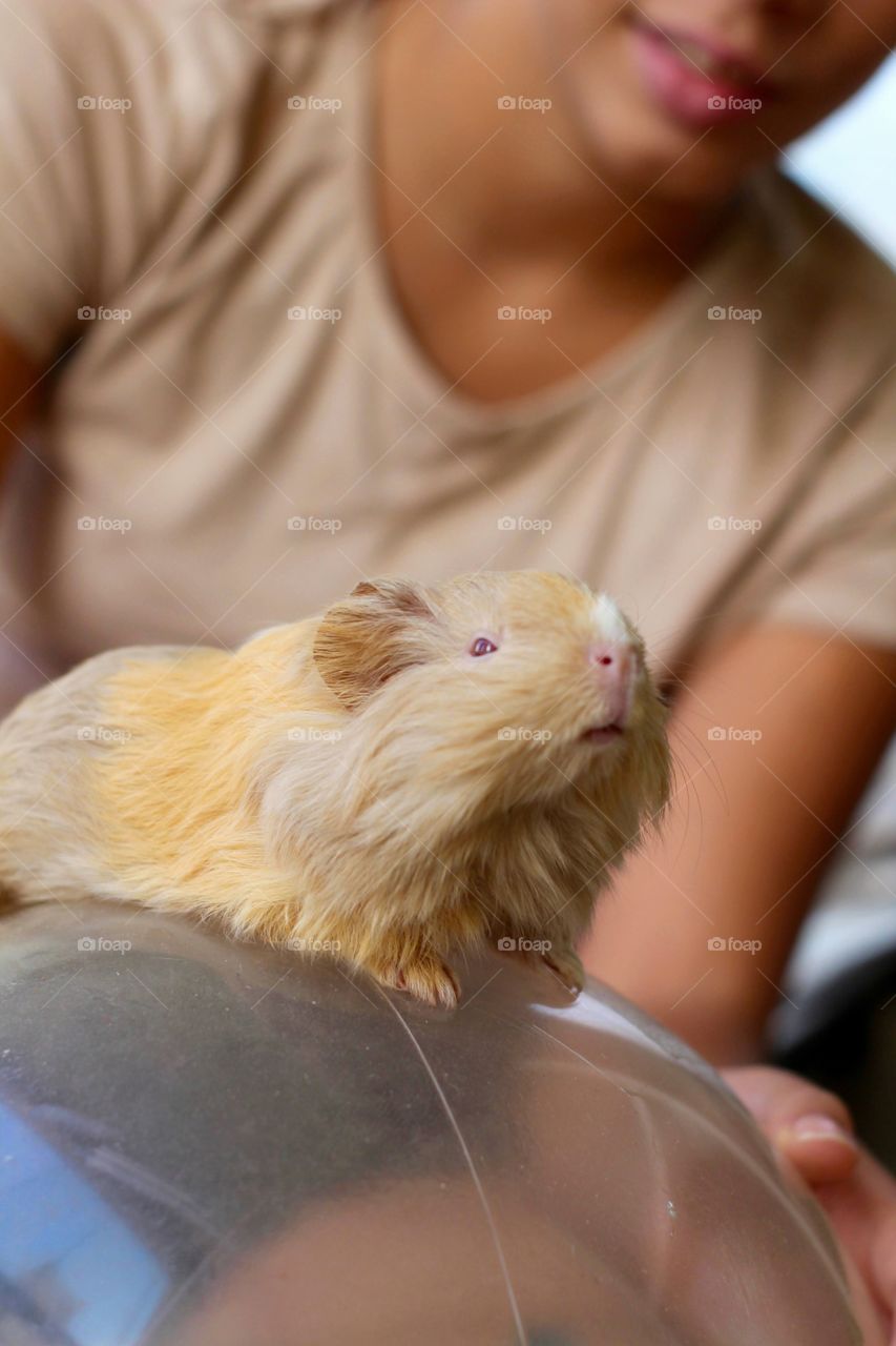 Girl and Guinea Pig 